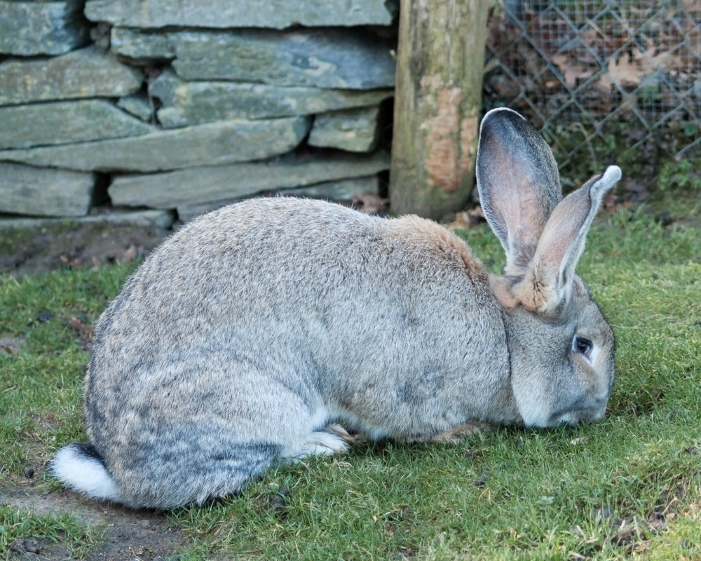 top rabbit breeds for meat